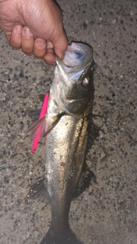 バチ調査いってきた！