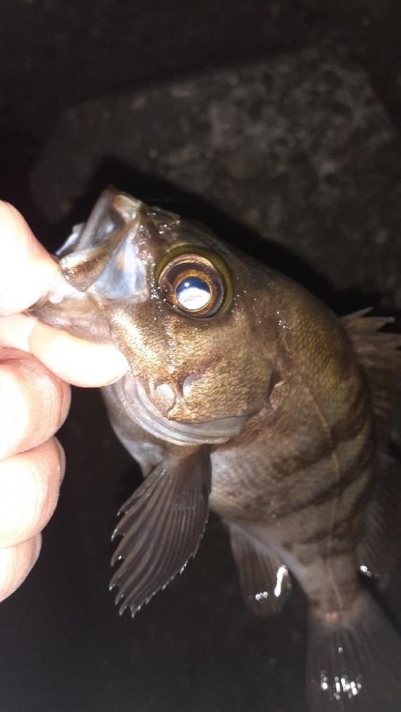 久しぶりのメバリング！