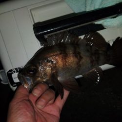 フロートゲーム