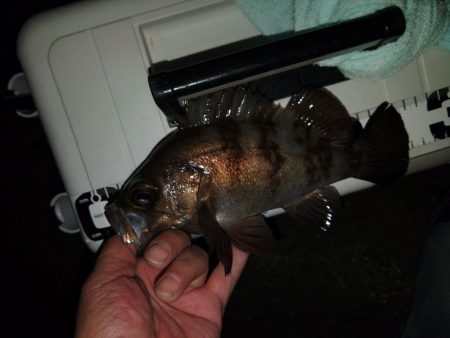 フロートゲーム