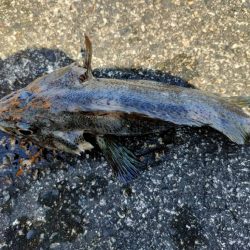 穴釣りがやめられない、とまらない