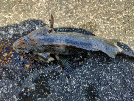 穴釣りがやめられない、とまらない