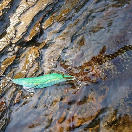 対馬エギング釣果……47