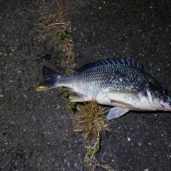 シーバスと思いきや