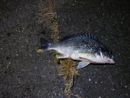 シーバスと思いきや