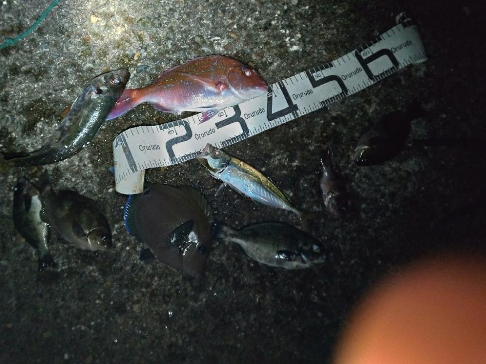 5/21釣果 中紀 マダイ