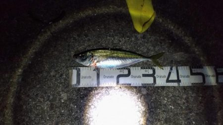 5/8釣果　アジ38センチとヒラスズキ！