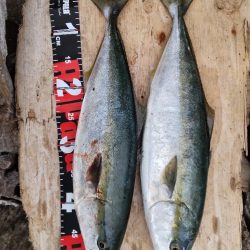 ショアプラッキング