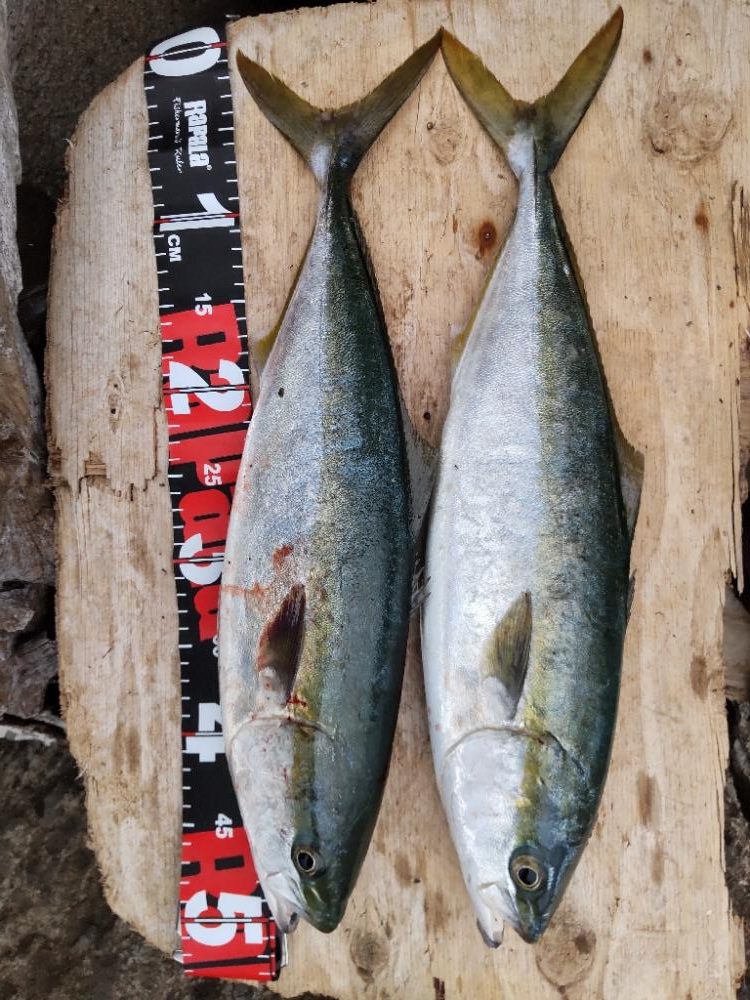 ショアプラッキング