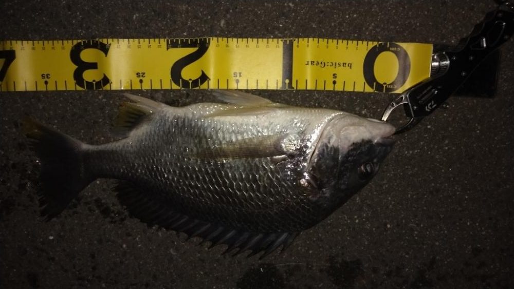 バチシー諦めチニング