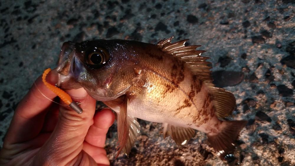 1年ぶりの小豆島メバリング