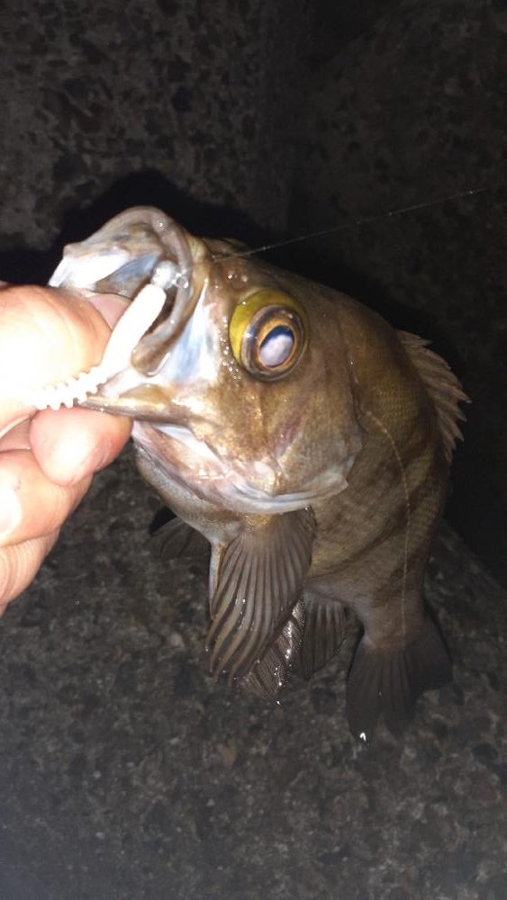 久々のメバリング