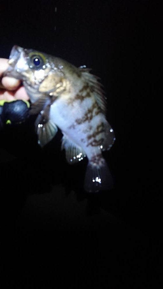 フロートゲーム