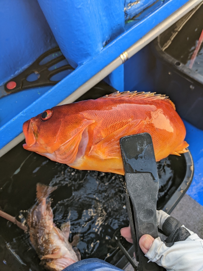 潮が流れず。。。