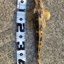 久しぶりの好釣果!