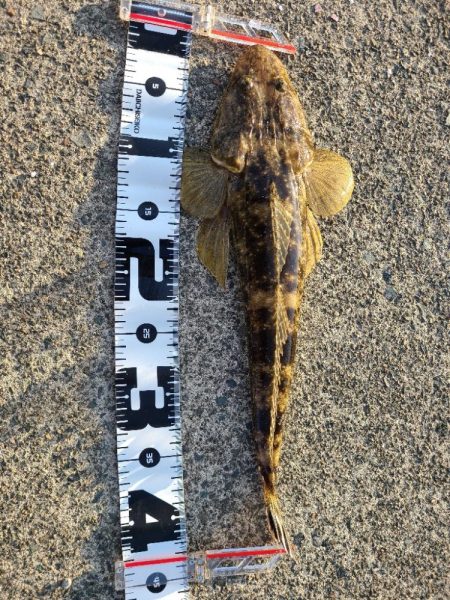 久しぶりの好釣果！