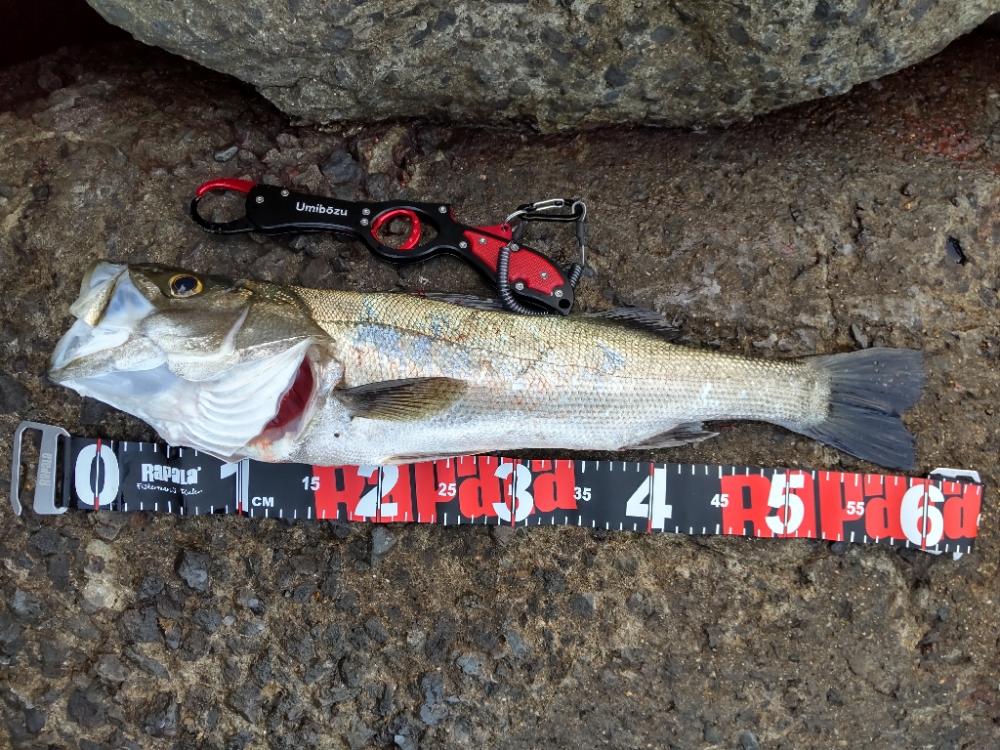 ショアプラッキング