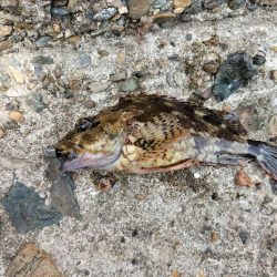 なかなか釣果が…