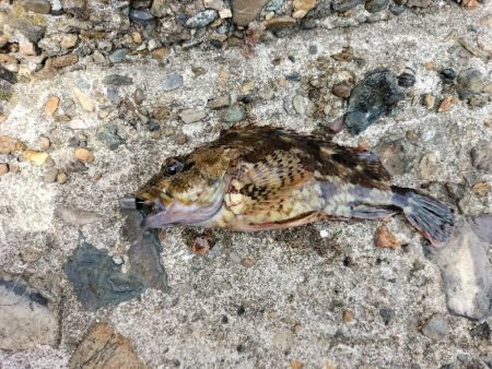 なかなか釣果が…