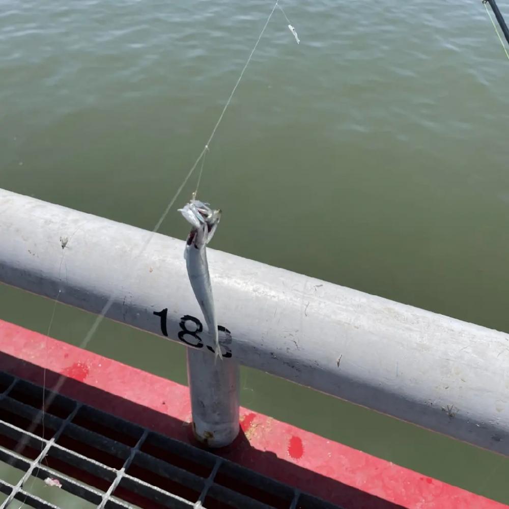 厳しいながらも、尺アジ