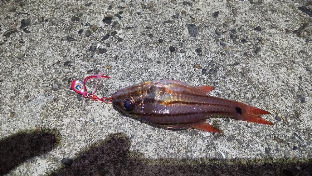 今年の初アオリイカ