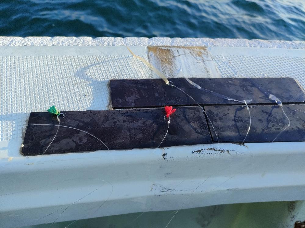 加太 山田丸さんでハマチ!