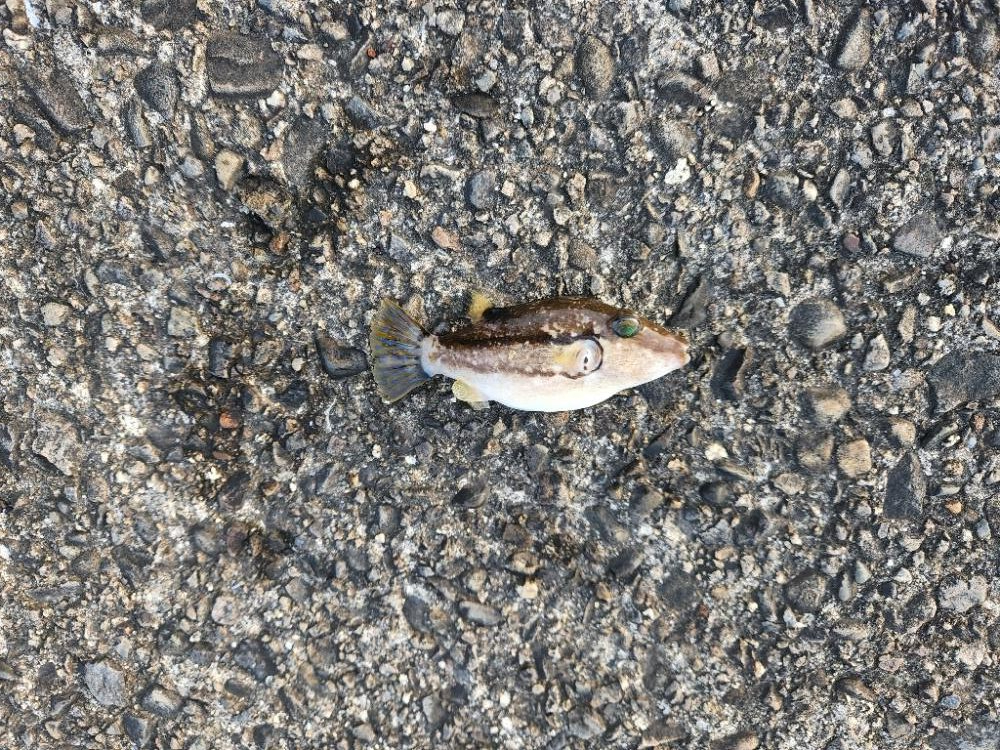 朝まずめほぼ反応無し