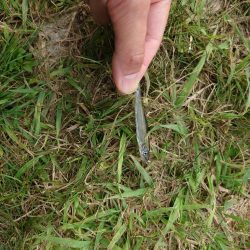 稚鮎ももう終わりか。