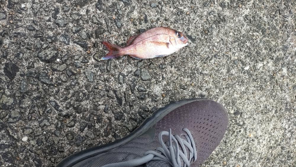 カゴ釣りはチャリコだけ