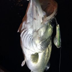 バチがダメなら、小魚を食ってるヤツを狙って!