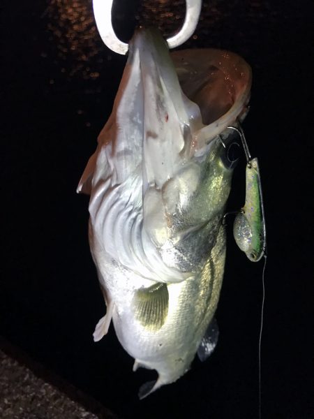 バチがダメなら、小魚を食ってるヤツを狙って!