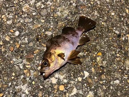 明石西部でメバリング｜ジグ単もフロートも極…