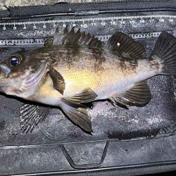 姫路でフロートメバリング！良型メバル！！