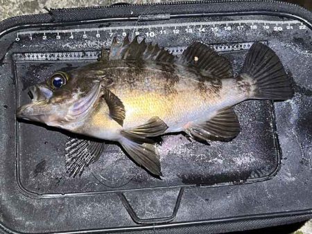 姫路でフロートメバリング！良型メバル！！