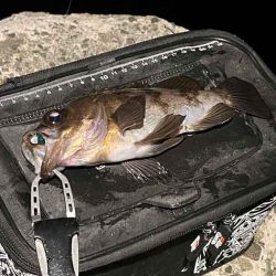 姫路メバリング｜ジグ単で入れ食いモードの爆釣！