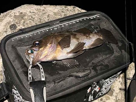 姫路メバリング｜ジグ単で入れ食いモードの爆釣！