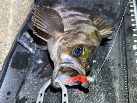 梅雨メバルは普段釣れないポイントでも釣れる