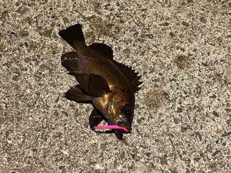 満月大潮の満潮前後メバリングは足元でボチボ…