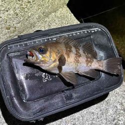 【姫路メバリング】干潮の表層でジグ単入れ食い！