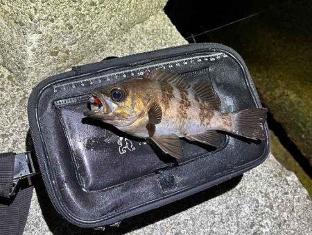 【姫路メバリング】干潮の表層でジグ単入れ食い！