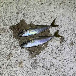 強風激寒激渋アジング