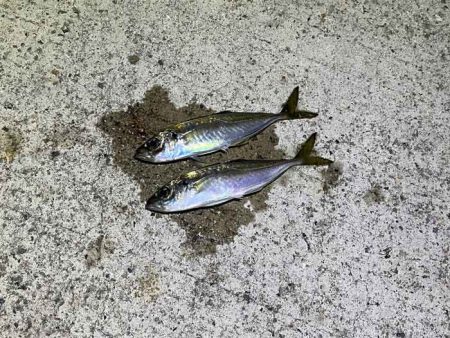 強風激寒激渋アジング