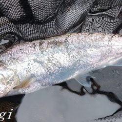 引原本流にて良型連発