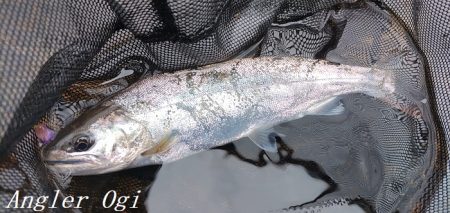 引原本流にて良型連発