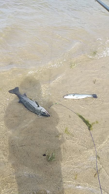 宮津シーバス&マゴチ