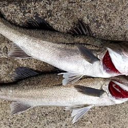 ようやく…　シーバス！