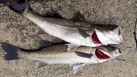 ようやく…　シーバス！