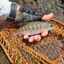 久々のヤマメ満喫