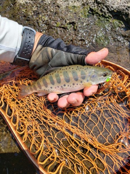 久々のヤマメ満喫