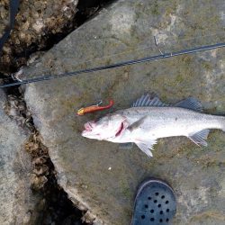 ルアーでの久々の釣果です。とても嬉しい一匹でした。
